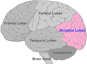 <p>occipital lobe</p>