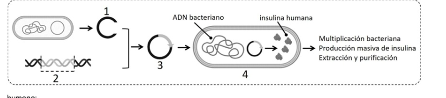 <p>Indique los elementos o estructuras que se identifican con los números del 1 al 4 Indique dos tipos de enzimas necesarias para obtener el elemento 3 a partir de los elementos 1 y 2</p>