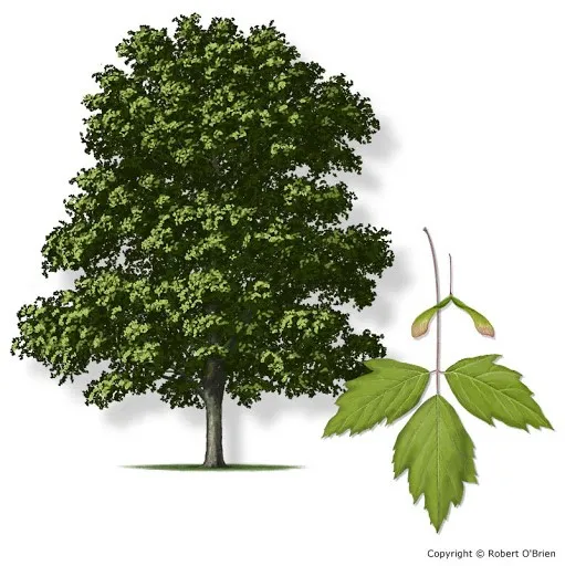 <p>Sapindaceae, Acer negundo </p>