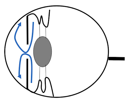 <ul><li><p>Produced by the ciliary body</p></li><li><p>Enters the posterior chamber</p></li><li><p>Passes through the pupil</p></li><li><p>Enters the anterior chamber</p></li><li><p>Drains through the iridocorneal / filtration angle</p></li><li><p>Then passes through:</p><ul><li><p>Pectinate ligaments</p></li><li><p>Trabecular meshwork</p></li><li><p>Corneoscleral meshwork</p></li><li><p>Scleral vasculature</p></li></ul></li></ul><p>horses enter through posterior chamber </p>