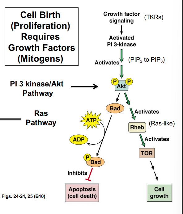 <p><span style="background-color: transparent;"><strong>The PI3 Kinase / AKT Pathway</strong></span></p>