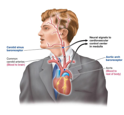 <p>Where are baroreceptors located?</p>