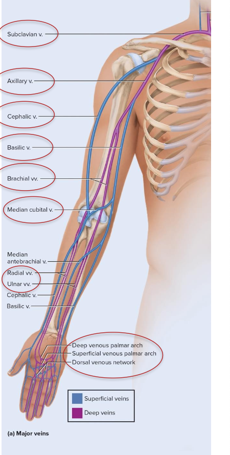 <p>major veins of upper limb</p>
