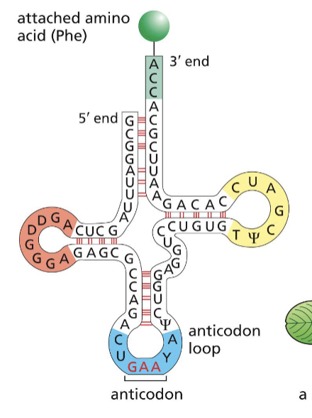 <p>amino acid - 3’ end</p>