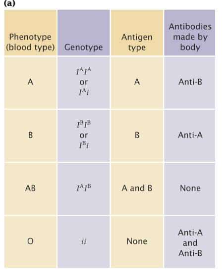 <p>IA encodes for the A antigen</p><p>IB encodes for the B antigen</p><p>i encodes for no antigen</p><p></p><p>The IA and IB alleles are codominant,</p><p>while both being dominant to i</p><p></p><p>Therefore type A, type B, type AB and</p><p>type O blood types are all observed</p>