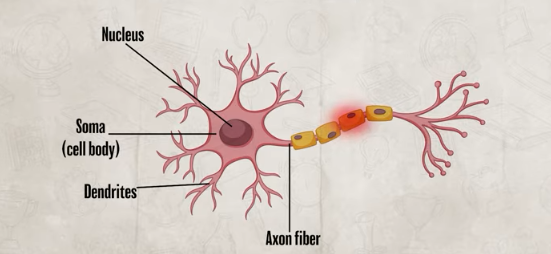 <p>Soma: where the nucleus is! → contains genetic material that allows neurons to function<br>Dendrites: receive chemical information from adjacent neurons through its receptor sites to another neuron down the axon fiber</p><p>Axon Fiber: carries a signal away from the soma and out through the neurons terminal branches → transmits signals (protected by glial cell/schwann cell)</p><p></p>
