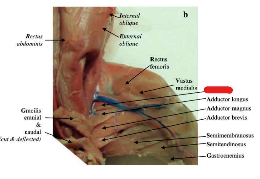 <p>Hind Leg</p>
