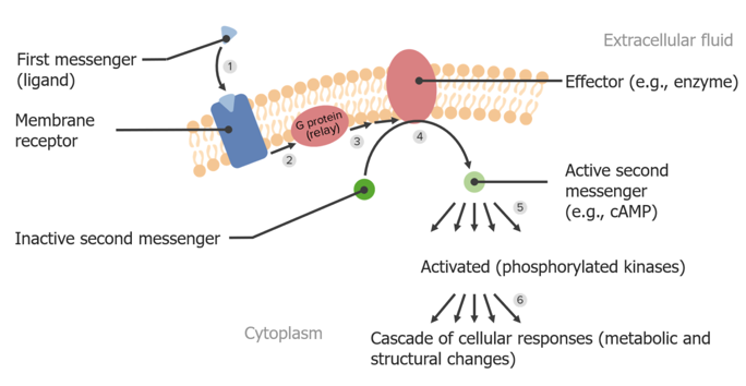 <ul><li><p>Form der Synapse, bei Signalübertragung von der Präsynapse auf die Postsynapse durch Ausschüttung von Neurotransmittern aus Vesikeln erfolgt</p></li><li><p class="MsoNormal">Kalzium Einstrom triggert Exozytose / Fusion Vesikel mit präsynaptischer Membran (Kalzium Ionen werden aus Präsynapse ausgepumpt)</p></li><li><p class="MsoNormal">Die Neurotransmitter binden reversibel an Rezeptoren der Postsynapse</p><ul><li><p class="MsoNormal"><span>ionotrop: binden an&nbsp;ligandengesteuerte Ionenkanäle&nbsp;(direkt, schnell)</span></p><ul><li><p class="MsoNormal"><span>(Beispiel: nikotinischer Acetylcholinrezeptor)</span></p></li></ul></li><li><p class="MsoNormal"><span>metabotrop: Bindung = Auslösung einer&nbsp;Second-Messenger-Kaskade (langsamer, länger anhaltend, Kette bleibt aktiv, auch wenn der Neurotransmitter außen schon wieder weg ist)</span></p><ul><li><p class="MsoNormal">(Beispiel: adrenerger Noradrenalinrezeptor)</p></li></ul></li></ul></li><li><p class="MsoNormal">Transmitter werden anschließend durch Enzyme (z.B. Acetylcholinesterase) abgebaut, durch die Präsynapse aufgenommen (z.B. bei Serotonin) oder von Gliazellen entfernt</p></li></ul><p></p>