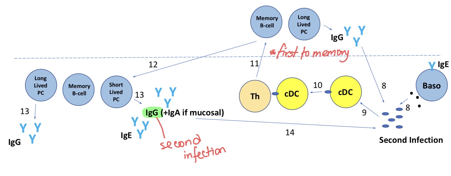 <p> IgG (from LLPC) in blood attack pathogen, basophils enchanted with IgE attack pathogen</p><p>Bcell will be activated IgG (by SLPC)</p>