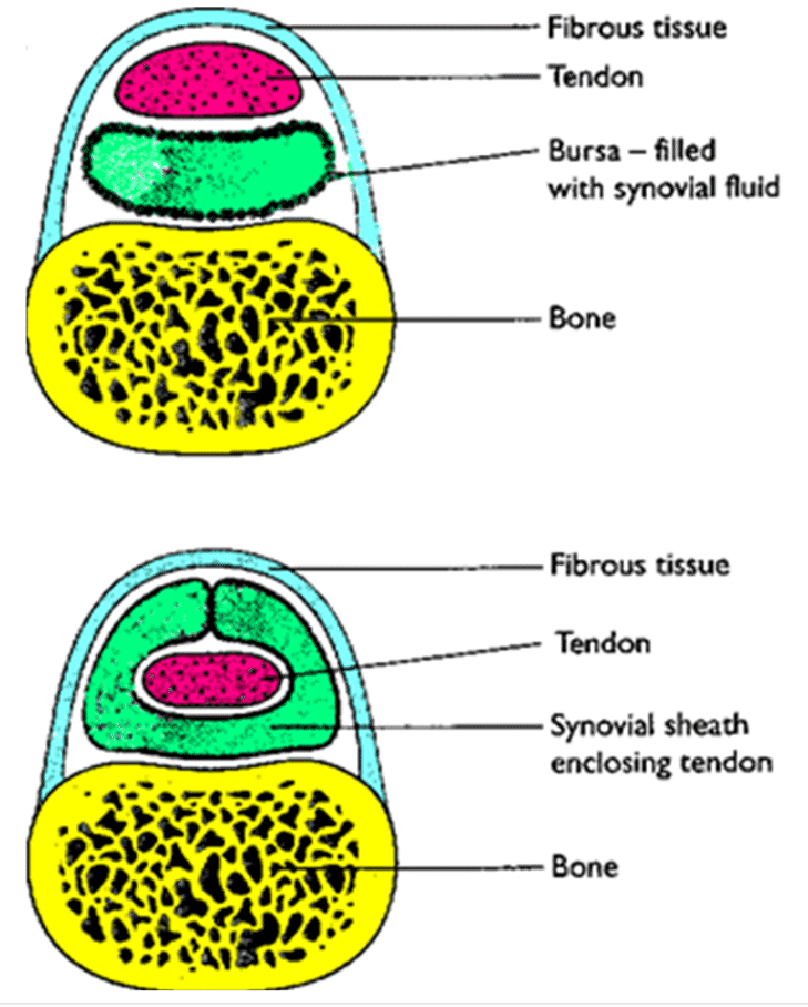 <p>Tendon sheath </p>