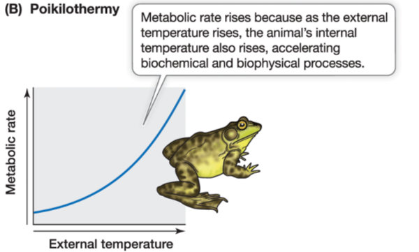 <p>Vary widely in their body temperature limits and can control body temperatures through behavior, such as positioning themselves in the sun or shade (behavioral thermoregulation)</p><ul><li><p>Ex. Lizard “sunbathing” = basking</p></li></ul><ul><li><p>Can tolerate extreme tissue temperatures</p></li></ul><p></p>