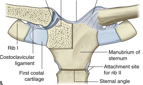 <p><span>what joint is Sternoclavicular classified as</span></p>