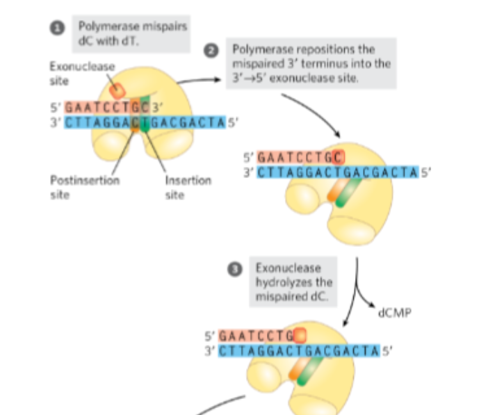 <p>The DNA strand is then shifted to the second active site, which has <strong>3’ → 5’ exonuclease activity</strong>, meaning it removes nucleotides from the end of the strand</p><p>What does this site do?</p>