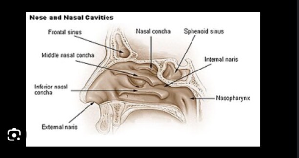 <p>Superior Nasal concha</p>