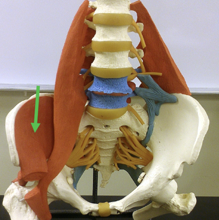 <p>Identify the muscle indicated by the pointer.</p>
