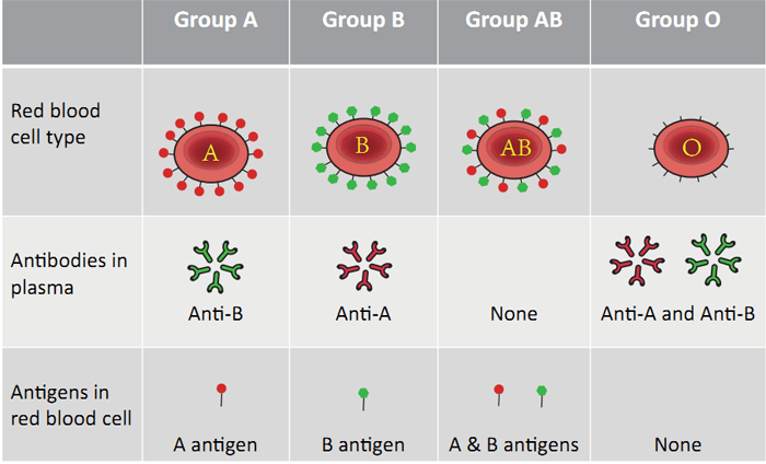 <p><span>Immune proteins in serum. Fights against antigens</span></p>