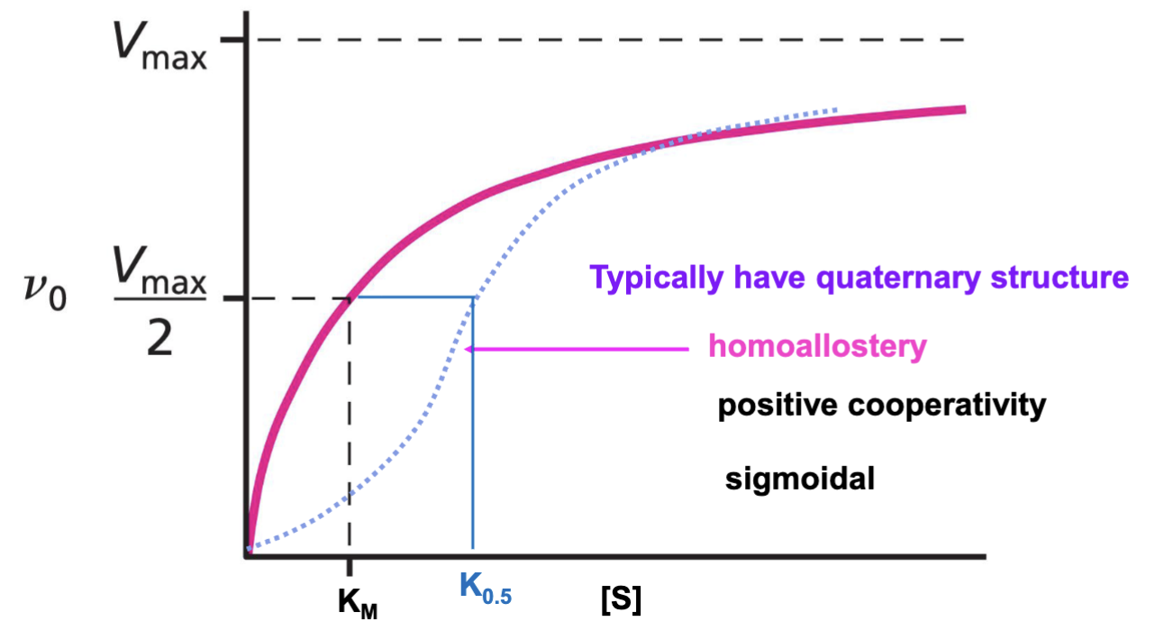 <p>Sigmoidal relationship due to undergoing conformational changes in response to effector binding. Sigmoidal indicates homoallostery, positive cooperativity. Midpoint at K<sub>m</sub>. V<sub>max</sub> is at the theoretical 100% plateau point of the graph, but the curve does not reach this point because equilibrium reactions are constantly going backwards.</p><p>Bottom of the curve will be T state, and as more binds this will change to R state</p>