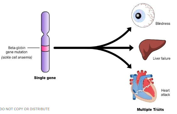 <p>One gene affects multiple traits, ex. sickle cell also affects the eyes, liver, and heart</p>
