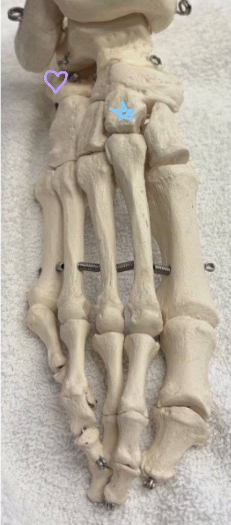 <p>Blue star: What is this bone?</p><p>Purple heart: What is this bone? What tendon inserts on the posterior side of this structure and what is its function?</p>