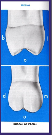 <p>Maxillary second molars proximal aspects </p>