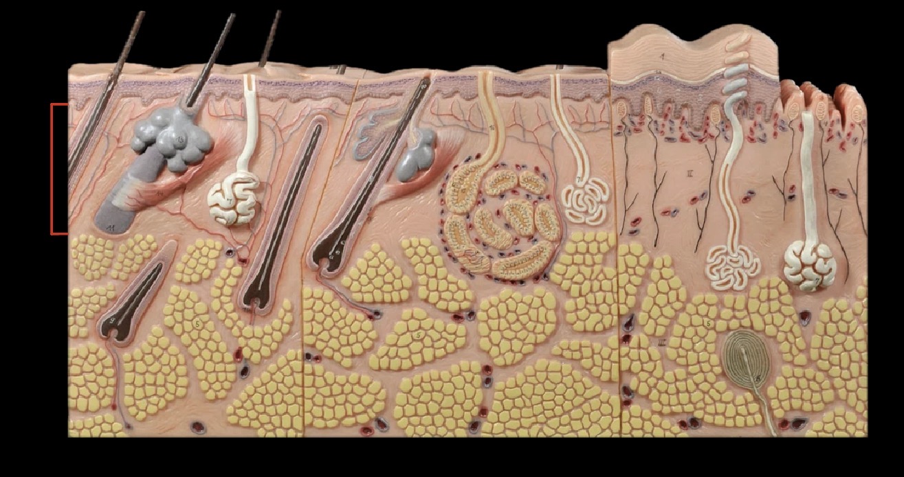 <p>What layer is this?</p>
