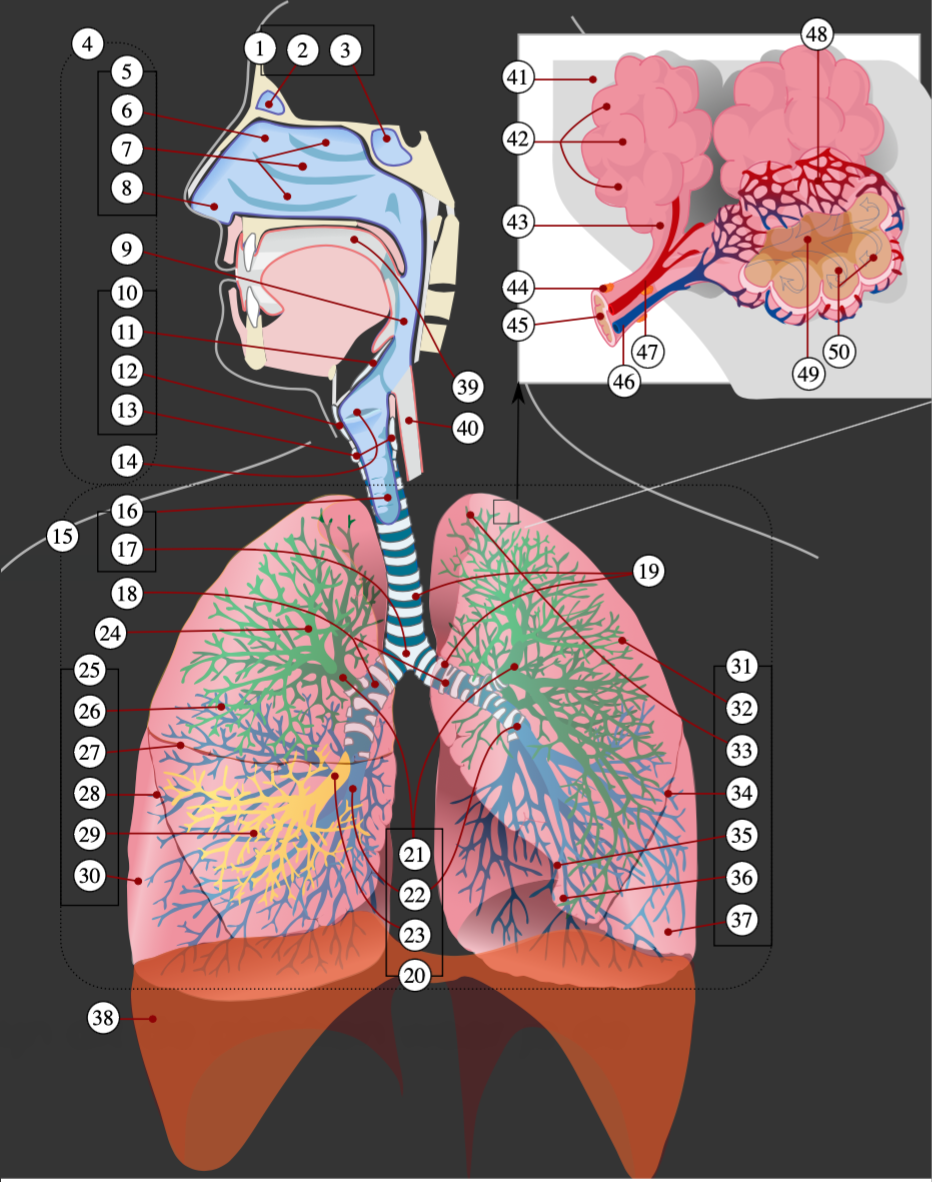 <p>Benoem de genummerde onderdelen van het tractus respiratorius (ademhalingsstelsel) <em>(zonder 13, 39, 44)</em> <strong>Studietip voor het ademhalingsstelsel:</strong> Let bij de bloedvaten (<strong>47</strong> en <strong>48</strong>) goed op de kleuren! In de rest van het lichaam zijn slagaders (<em>arteriae</em>) altijd rood (zuurstofrijk) en aders (<em>venae</em>) blauw (zuurstofarm). In de longen is dit precies <strong>omgedraaid</strong>, omdat de longslagader zuurstofarm bloed <em>naar</em> de longen brengt om zuurstof op te halen. extra: conchae nasi (neusschelpen) en choana (achterste neusgaten)</p>