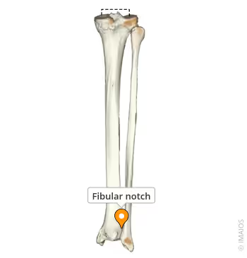 <p>What landmark within Tibia (shin bone, weight-bearing bone of lower leg; Curial / tibial region)</p>
