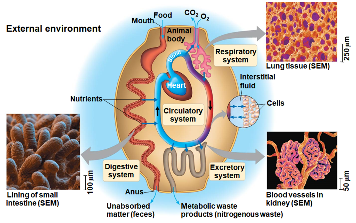 <p>Interstital Fluid</p>