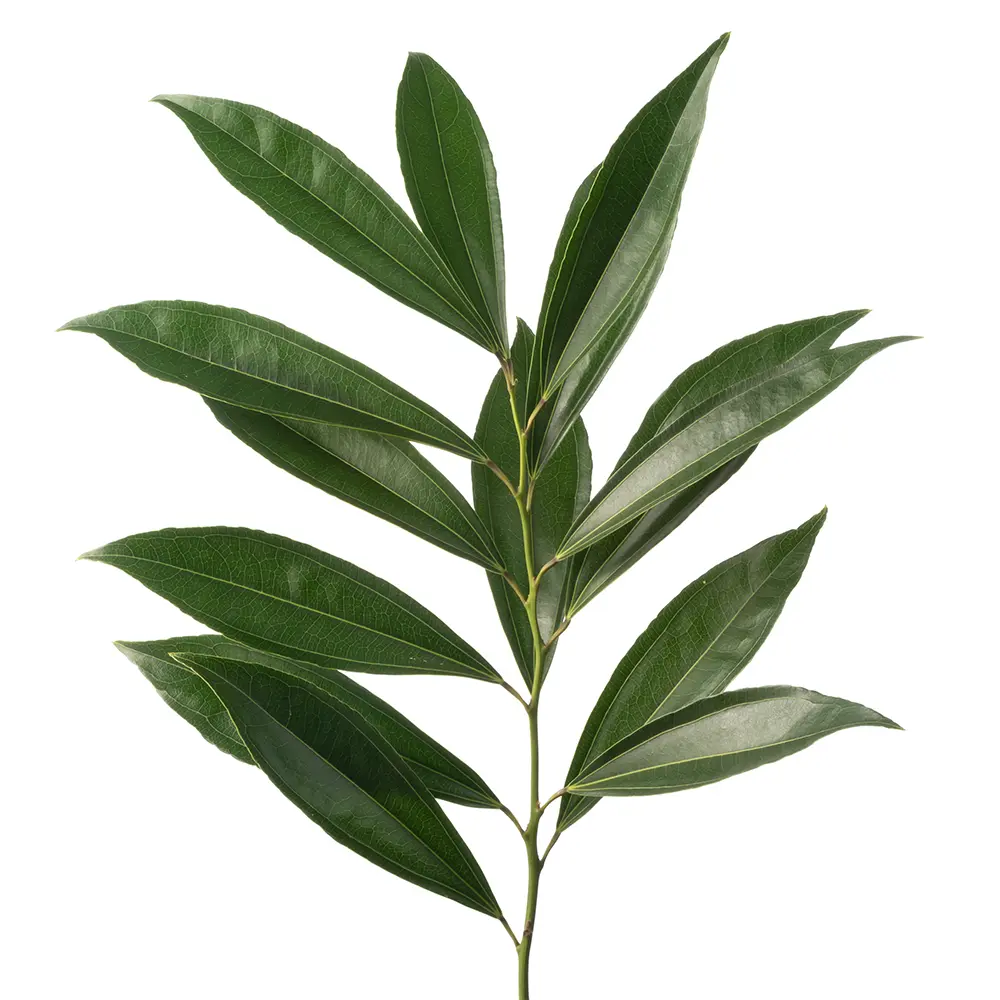 <p>What plant is this? (Name, Genus)</p>