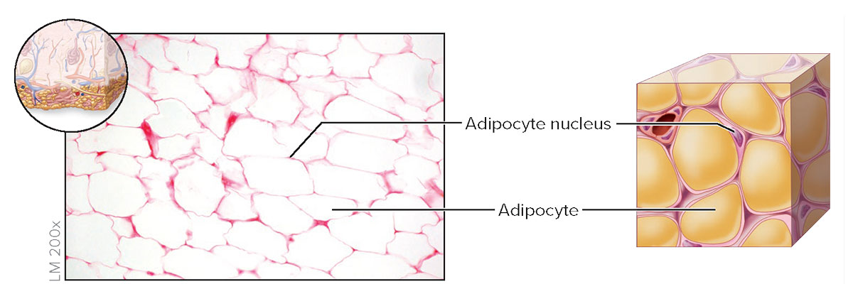 <p><strong>Adipose Connective Tissue</strong></p>