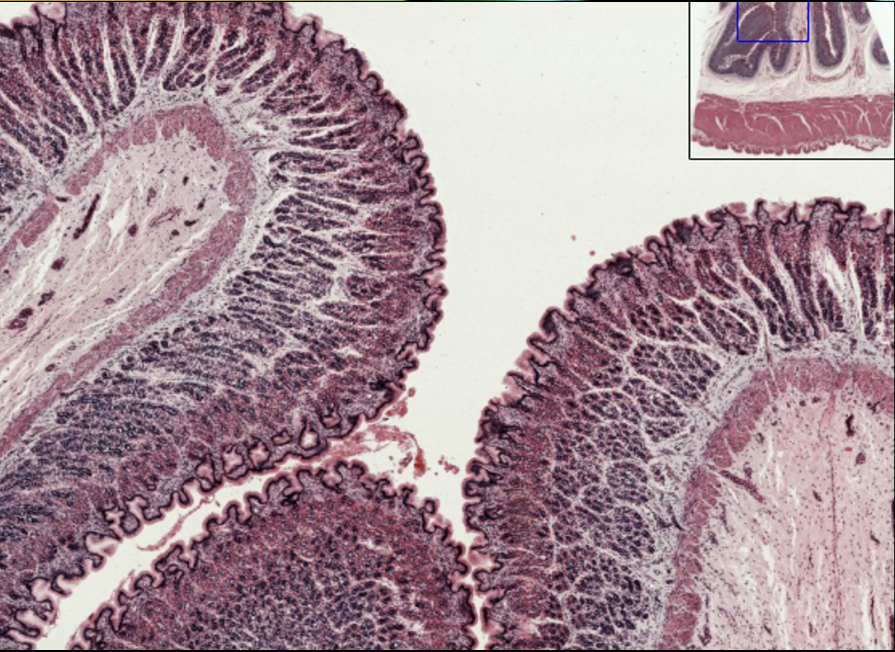 <p>What structure is this?</p>