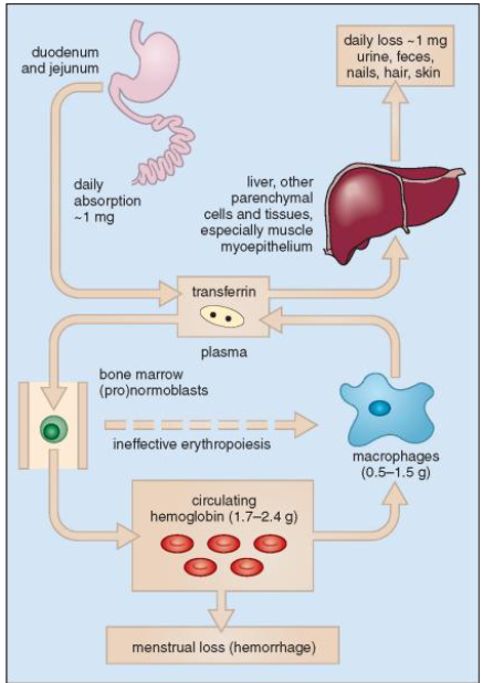 <p>- absorbed iron transported to marrow bound to transferrin</p><p>- iron utilised in erythropoiesis</p><p>- released iron taken up by macrophages</p><p>- Excess iron is stored in macrophages and liver as ferritin</p>