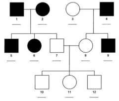 <p>What type of inheritance is represented by the above pedigree? Remember, affected individuals are represented by filled in shapes.</p><p>A. Autosomal Dominant</p><p>B. Autosomal Recessive</p>