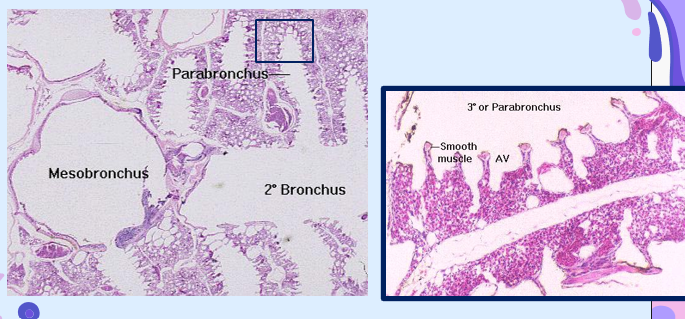 <ul><li><p>primary bronchi (mesobronchi): analogous to mammalian bronchi: ciliated pseudostrat. columnar </p></li><li><p>second bronchi: ciliated columnar</p></li><li><p>Tertiary bronchi (parabronchi): fenestrated cuboidal epithelium </p></li><li><p>artia (air vesicles) and air capillaries: analogous to aveloi, simple squamous; site of gas exchange </p></li></ul><p></p>