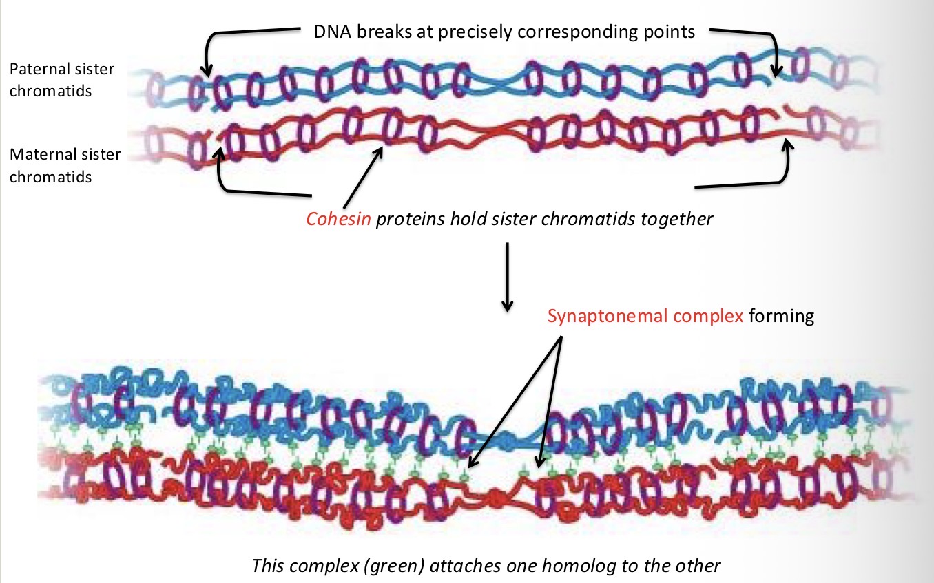 <p>Synaptonemal complex</p>