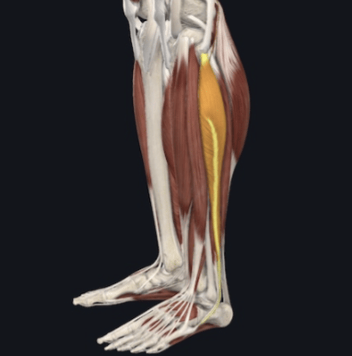 <p>eversion and plantarflexion</p>