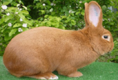 <p>welk type konijn is dit</p>
