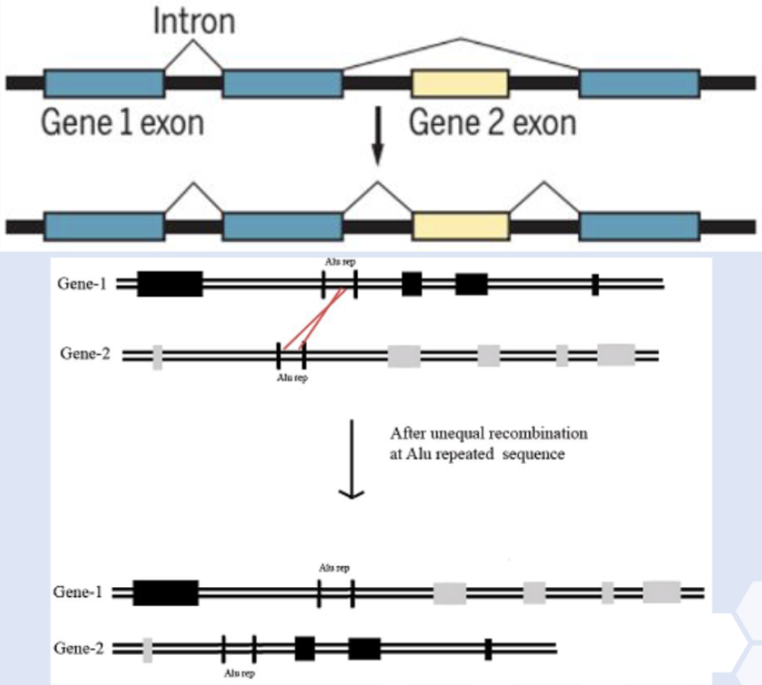 <p>Exons from the <strong>2 or more different genes </strong>are combined gene/spicing pattern </p><p>Can also arise via<strong> unequal crossovers </strong></p>