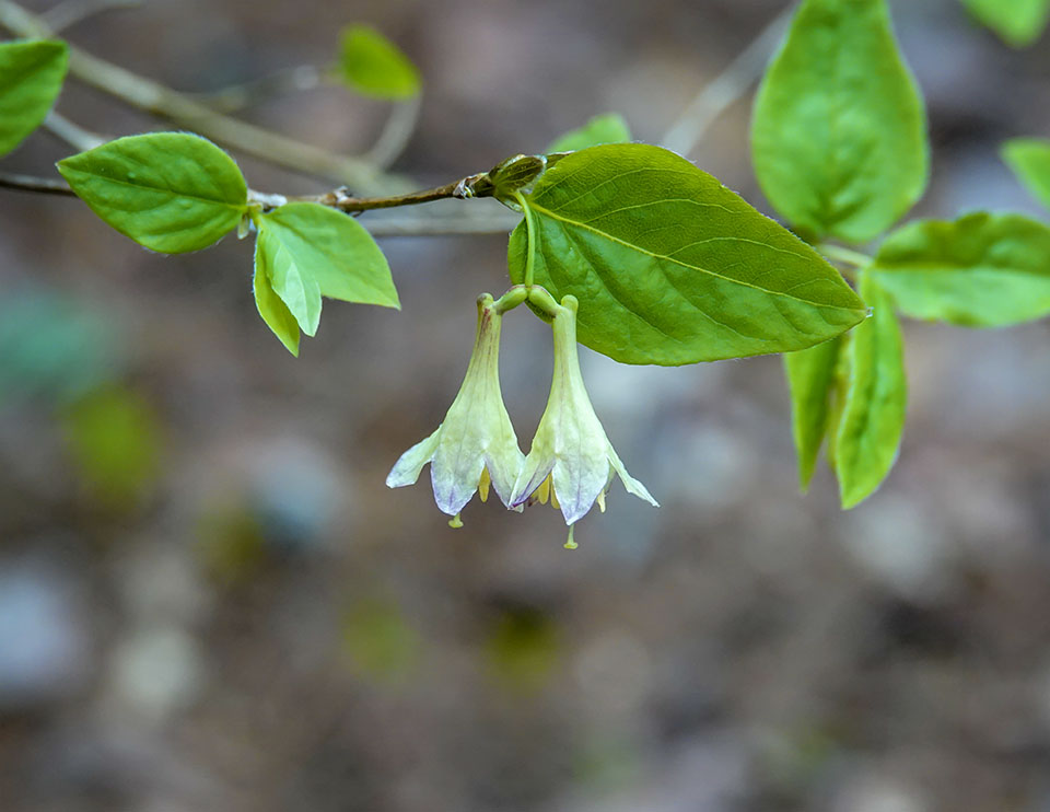 <p>Lonicera canadensis</p>