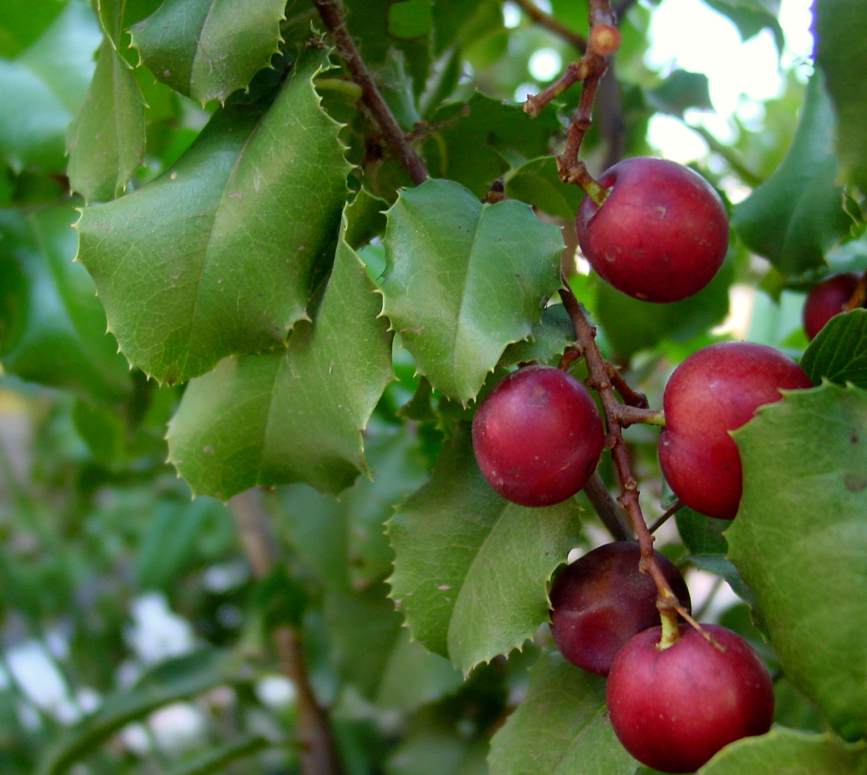 <p>Hollyleaf Cherry / Prunus ilicifolia</p>