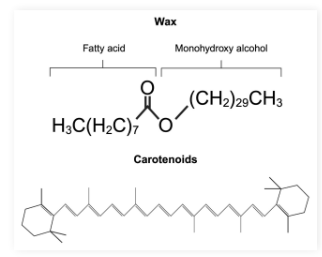 <ul><li><p><strong>Waxes</strong>: Simple lipids with long fatty acid chains connected to alcohols</p></li><li><p><strong>Carotenoids</strong>: Lipid derivatives containing long carbon chains conjugated <strong><em>double bonds </em></strong>that function mainly as pigments</p></li></ul><p></p>