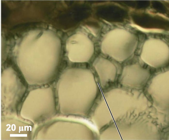 <p>form a dense sheath around tree roots and external hyphae between root cells</p>
