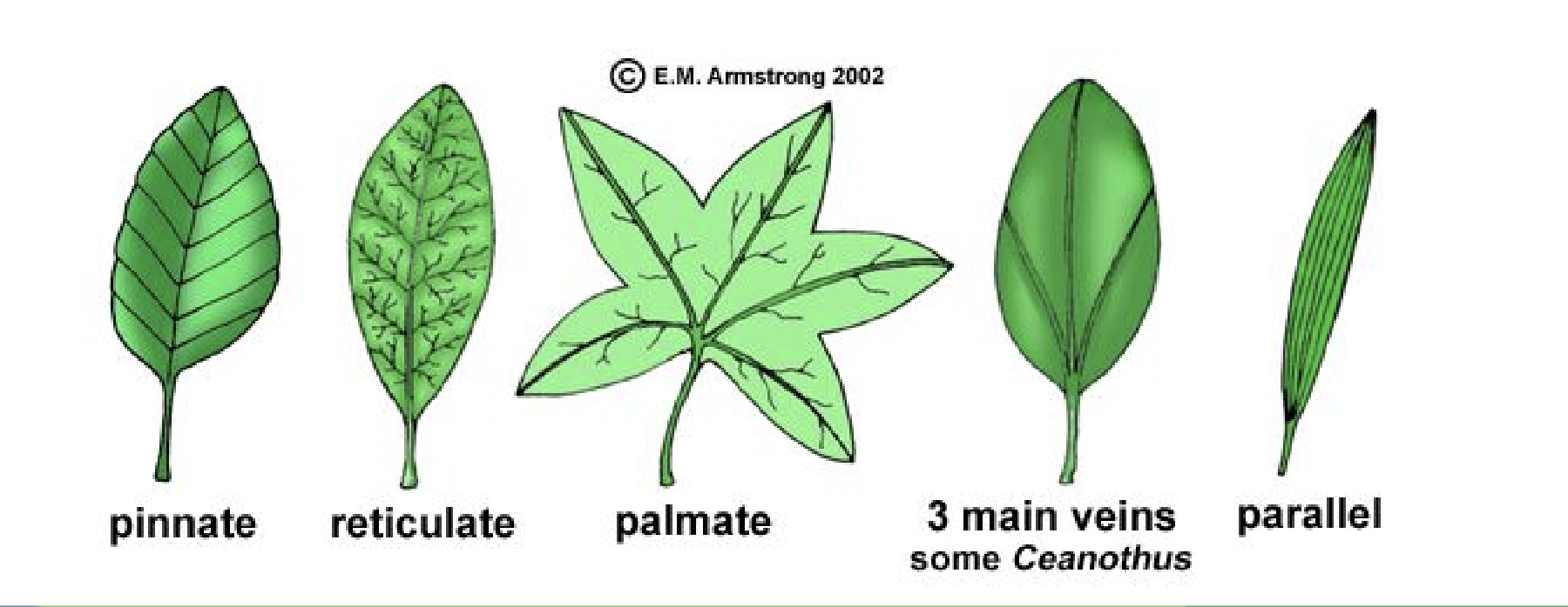 <p>Pinnate, Reticulate, Palmate, 3 Main Veins, Parallel</p>