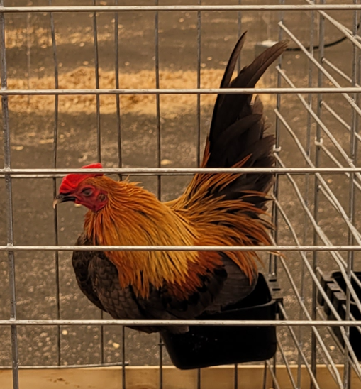 <p>What kind of Cock is this?</p>