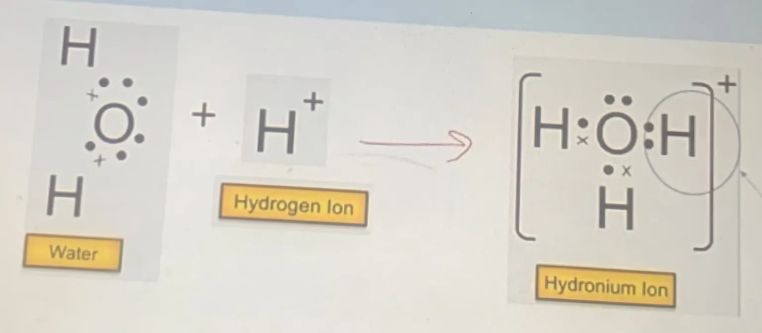 <p>circled H shows dative covalent bond</p>