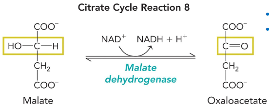 <p>malate dehydrogenase</p>