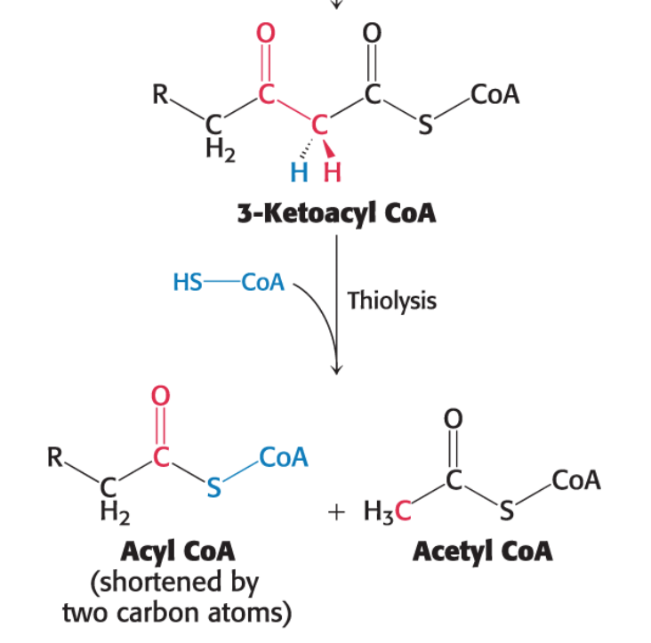 <p><strong>Thiolysis</strong>: The final step is the <strong>cleavage </strong>of 3- ketoacyl CoA by the <strong>thiol group </strong>of a second molecule of coenzyme A.</p><ul><li><p>This yields <strong>acetyl CoA </strong>and an <strong>acyl CoA</strong> shortened by two carbon atoms.</p></li><li><p>This thiolytic cleavage is catalyzed by<strong> β-ketothiolase</strong></p></li></ul><p><span>3-Ketoacyl&nbsp;CoA+CoA→Acetyl&nbsp;CoA+Acyl&nbsp;CoA&nbsp;(n-2&nbsp;carbon&nbsp;atoms)​</span></p>