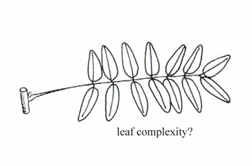 <p>A pinnately compound leaf that ends in a pair of leaflets rather than a single terminal one.</p>