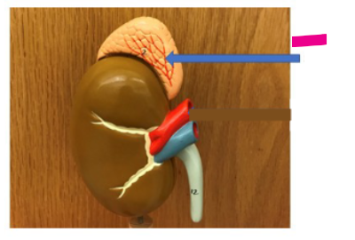 <p>What is the pink arrow?</p>
