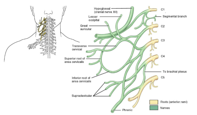 <p>The cervical plexus is formed by <strong>ventral rami C1–C4</strong> and supplies <strong>skin and muscles of the neck</strong>.</p>